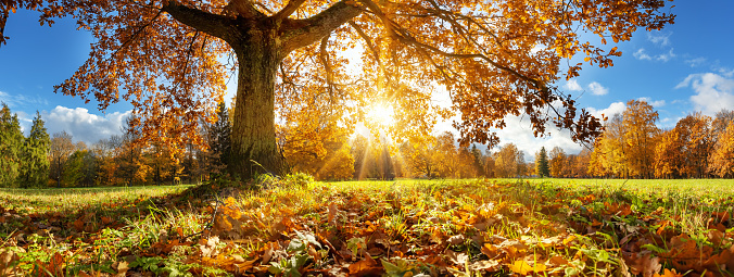 Fall season